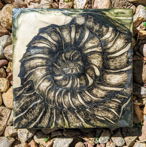 Fossil Drawings in Encaustic 8"×8" "Ammonite "