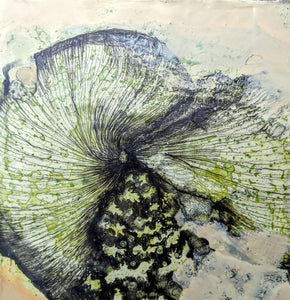 Fossil Drawing in Encaustic 8"×8" , Ammonite 1